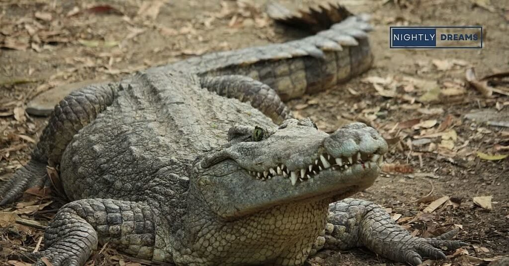 Understanding Alligator Dreams