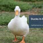 What Do Ducks in Dreams Mean? Uncover Their Surprising Emotional and Symbolic Messages
