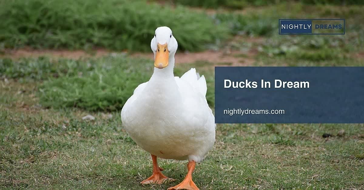 What Do Ducks in Dreams Mean? Uncover Their Surprising Emotional and Symbolic Messages