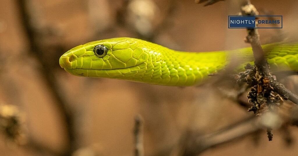 Snake Chasing Dream In Different Contexts