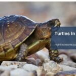 Unlocking the Meaning of Turtles in Dream: Symbolism, Insights, and Personal Growth