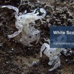 White Scorpion Dream Meaning: Unlock the Hidden Message Behind Your Vision