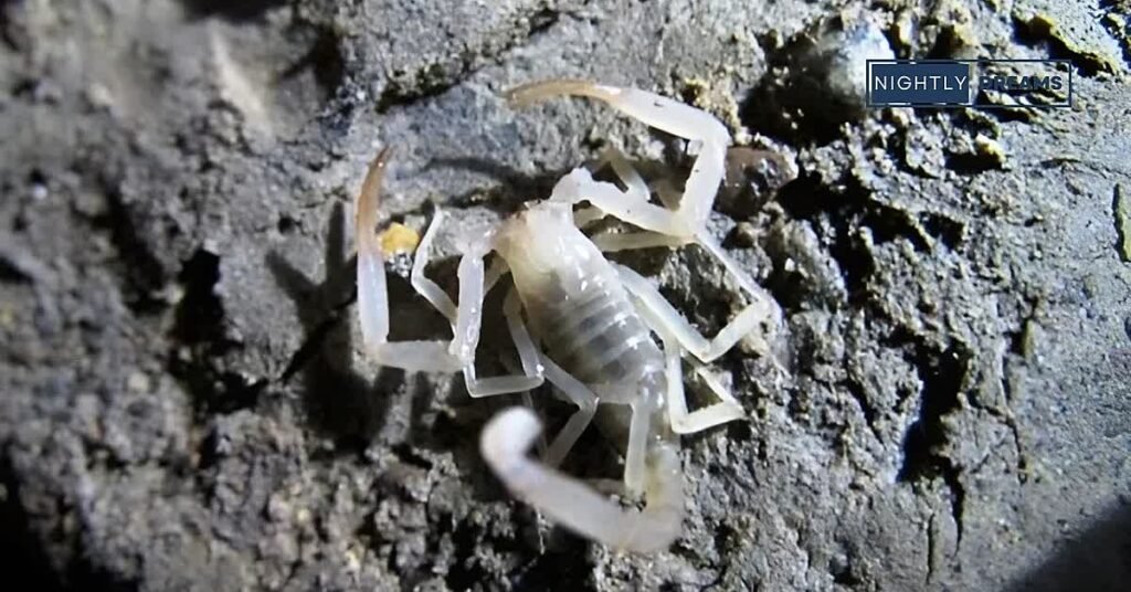 Cultural And Spiritual Views On White Scorpion Dreams